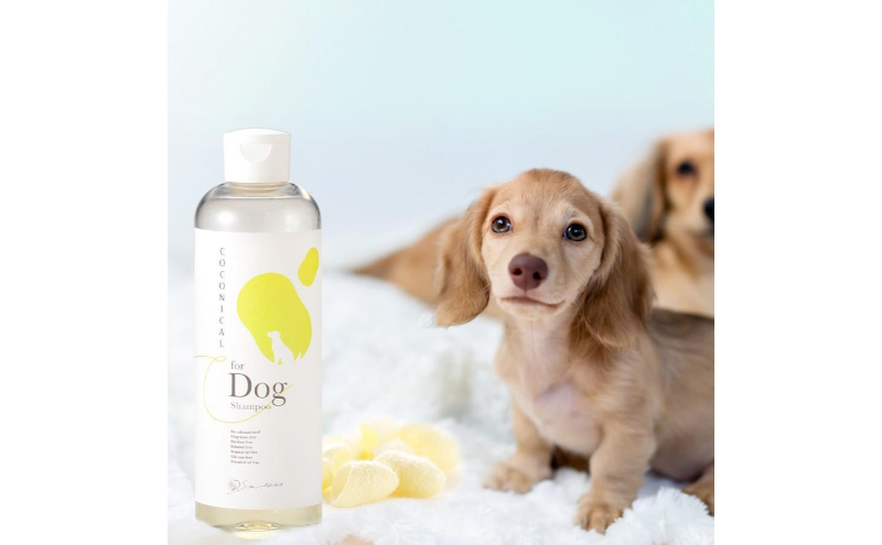 yV\szstCOCONICAL for DogVv[ 