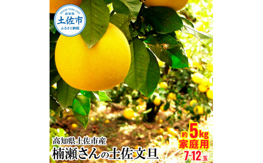 高知県土佐市産 楠瀬さんの土佐文旦 家庭用 約5kg 期間限定 高知 土佐 文旦 ぶんたん ブンタン 柑橘 みかん 果物 5キロ 7～12玉 フルーツ 旬 不揃い ご自宅用 常温