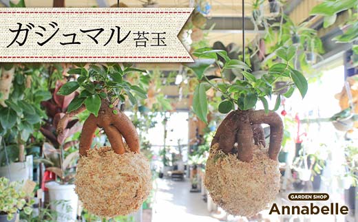 【熊本県嘉島町】FKK19-820_ガジュマル苔玉