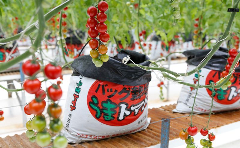 2025年5月中旬より順次発送】うまトマト 1kg 野菜 甘さ 酸味