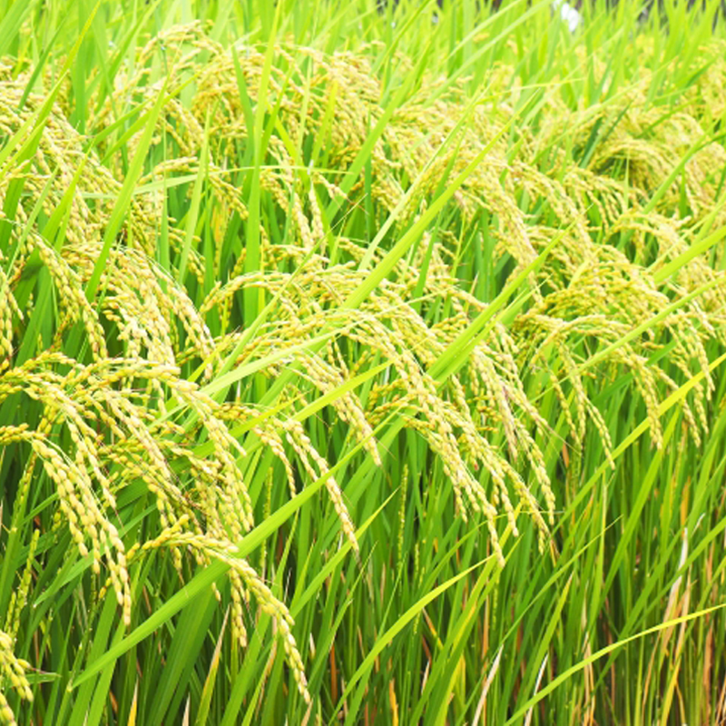 Ririca様専用 無農薬コシヒカリ玄米20kg(5kg×4)令和6年産
