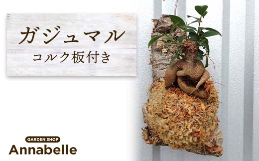 【熊本県嘉島町】FKK19-821_ガジュマル コルク板付