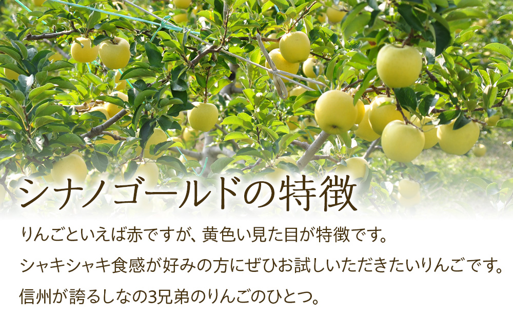 りんご シナノゴールド 5kg 2025年 令和7年発送 完熟りんご りんご シナノゴールド 5kg 2025年 令和7年発送 完熟りんご