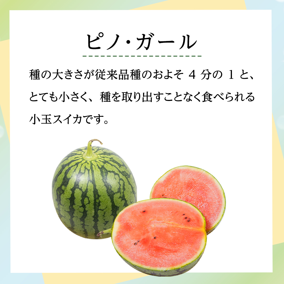 茨城県八千代町のふるさと納税 【 先行予約 7月下旬 以降発送 】 小玉 スイカ ピノ・ガール 5玉 優以上 NONAKA HIROSHI FARM すいか 西瓜 数量限定 甘い 夏 果物 旬 [AX030ya]