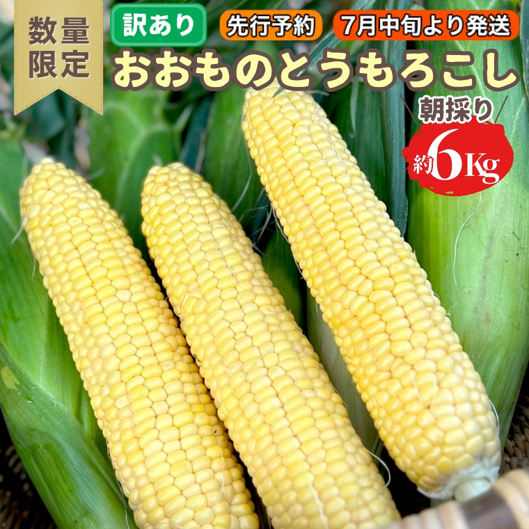 【 先行予約 7月中旬 以降発送】【 訳あり 】【 令和6年産 】 八千代町産 農家直送 朝採り とうもろこし おおもの 6kg トウモロコシ  スイートコーン 産地直送 規格外 不揃い 傷 [AX031ya]|やちよフーズ