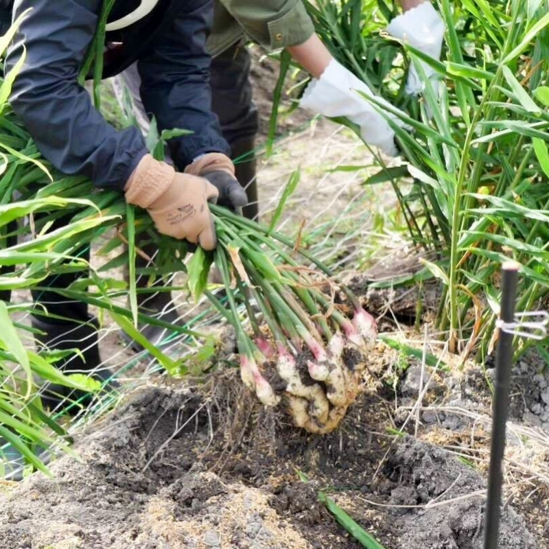 楽天市場】新生姜 約4kg 高知産 送料無料 新しょうが 新ショウガ