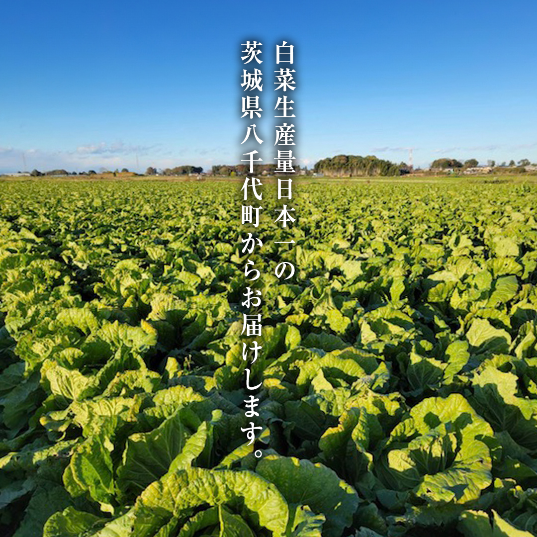 茨城県八千代町のふるさと納税 【2024年11月上旬より発送開始】 茨城県 八千代町産 白菜 はくさい 1箱 （ 4玉 ） 10kg 以上 生産量 日本一 農家直送 期間限定 ハクサイ 鍋 冬野菜 野菜 やさい 旬 ふるさと納税 6000円 八千代町 茨城 [AV009ya]