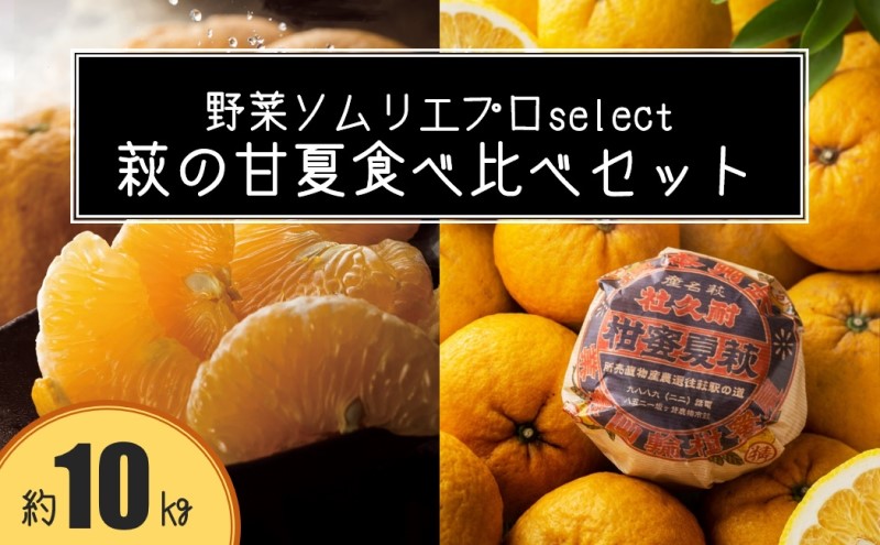 萩の甘夏 食べ比べ セット 10kg 20玉程度 野菜ソムリエ プロselect 甘夏 果物 デザート 柑橘