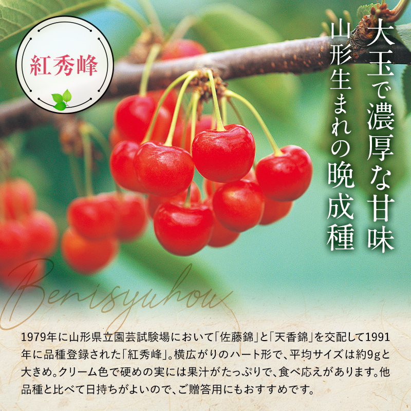山形県南陽市のふるさと納税 【令和7年産先行予約】 さくらんぼ 「紅秀峰」 約500g (特秀 2L) 《令和7年6月下旬～発送》 『マルエ青果』 先行予約 サクランボ 果物 フルーツ 山形県 南陽市 [1406]