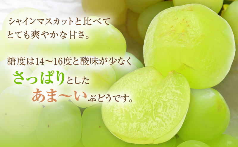 岡山県高梁市のふるさと納税 2025年 先行予約 瀬戸ジャイアンツ 2房 合計約1kg 冷蔵配送 ぶどう 葡萄 フルーツ 果物 岡山