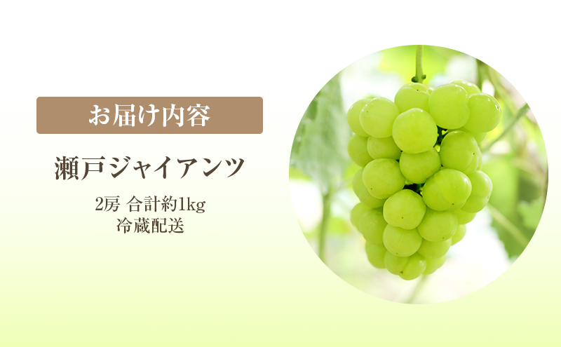 岡山県高梁市のふるさと納税 2025年 先行予約 瀬戸ジャイアンツ 2房 合計約1kg 冷蔵配送 ぶどう 葡萄 フルーツ 果物 岡山