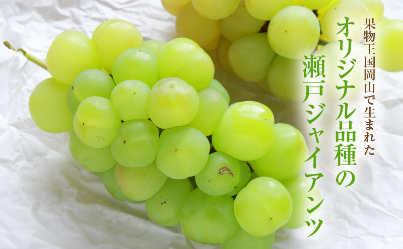 2025年 先行予約 瀬戸ジャイアンツ 4～5房 合計約2kg 冷蔵配送