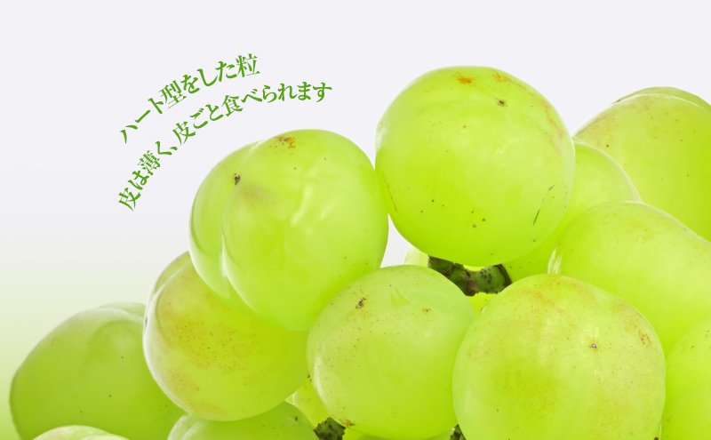 ぶどう10枚 38008 岡山県産ぶどう2種セット 計2房 | 三越伊勢丹