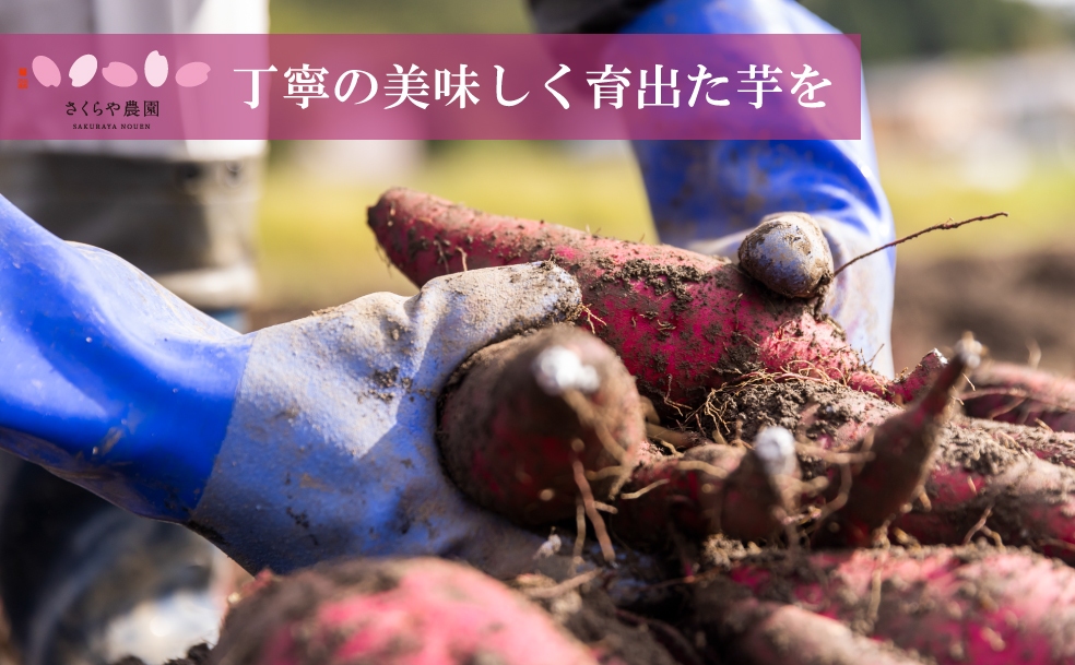 新潟県魚沼市のふるさと納税 里山育ちの紅はるかを使った さくらや農園 魚沼の干し芋 110g×4袋