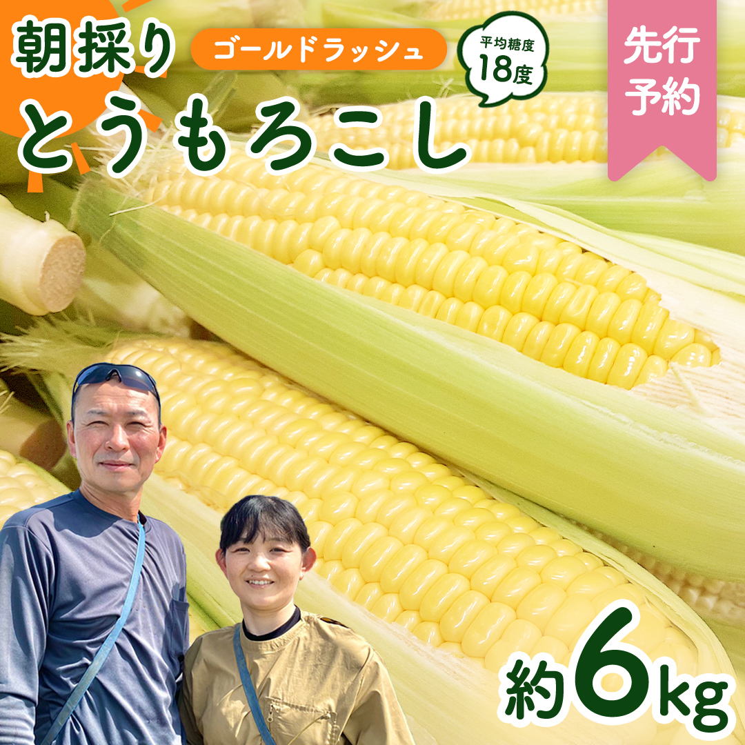 茨城県八千代町のふるさと納税 【先行予約 令和7年 6月下旬 以降発送 】 朝採り とうもろこし （ ゴールドラッシュ ） 約 6kg トウモロコシ スイートコーン コーン 野菜 産地直送 期間限定 極甘 岩田さん 昼めし旅 [AX019ya]