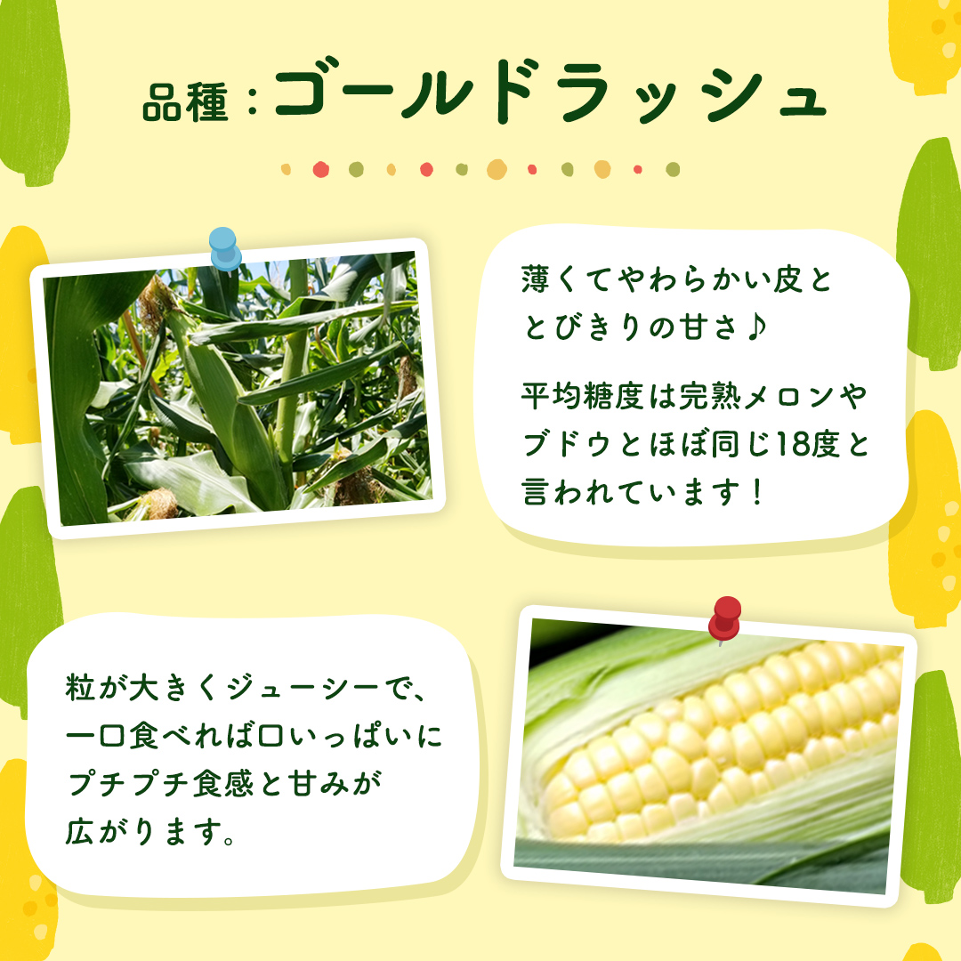 茨城県八千代町のふるさと納税 【先行予約 令和7年 6月下旬 以降発送 】 朝採り とうもろこし （ ゴールドラッシュ ） 約 6kg トウモロコシ スイートコーン コーン 野菜 産地直送 期間限定 極甘 岩田さん 昼めし旅 [AX019ya]