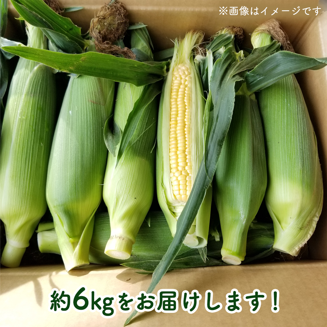 茨城県八千代町のふるさと納税 【先行予約 令和7年 6月下旬 以降発送 】 朝採り とうもろこし （ ゴールドラッシュ ） 約 6kg トウモロコシ スイートコーン コーン 野菜 産地直送 期間限定 極甘 岩田さん 昼めし旅 [AX019ya]