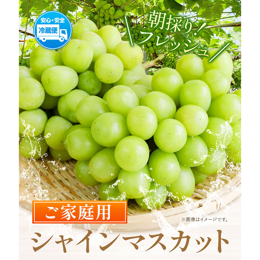 ご家庭用 シャイン マスカット 2～3房 (合計1kg以上)【配送不可