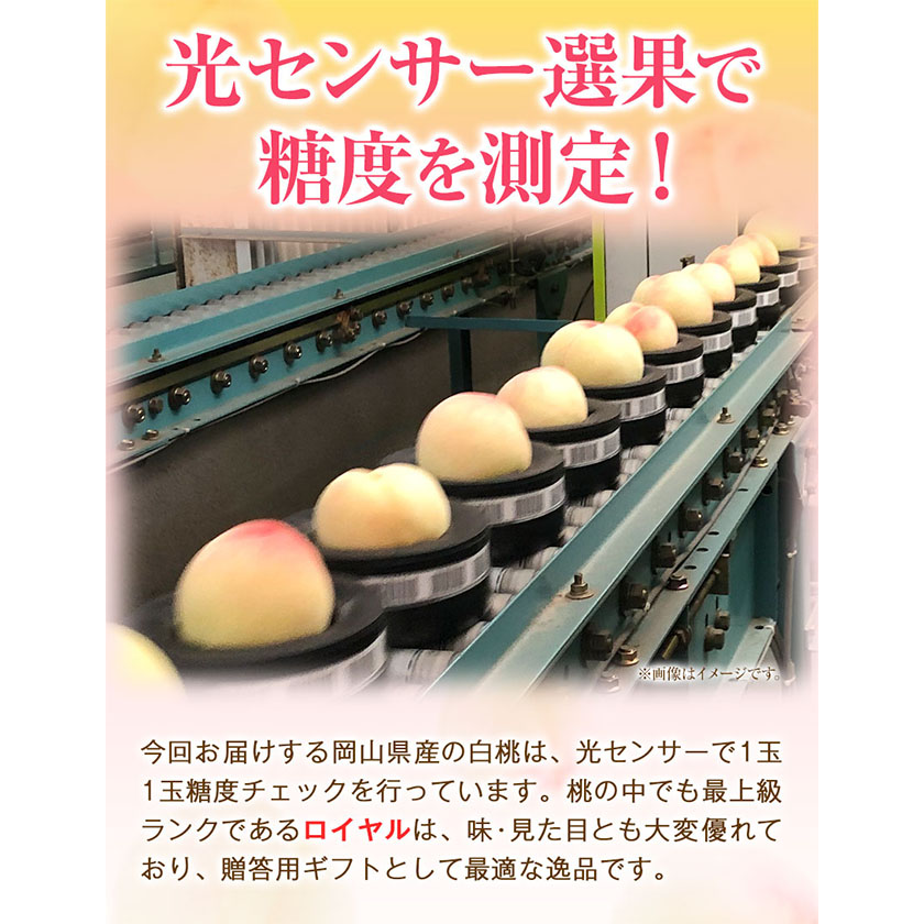 岡山県浅口市のふるさと納税 【2025年出荷先行予約】岡山の白桃 等級 ロイヤル 約1.5kg(5～6玉) 清水白桃 おかやま夢白桃 白鳳 白麗 なつおとめ 晴れの国 岡山農業協同組合 鴨方支店 《2025年7月上旬-8月下旬頃出荷》岡山県 浅口市 岡山県産 白桃 桃 もも 果物 フルーツ ギフト ご贈答 送料無料【配送不可地域あり】