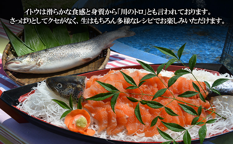 青森県鰺ヶ沢町のふるさと納税 鮮魚 幻の魚 イトウ 1尾 約2kg 魚 川魚 魚介 魚介類 海鮮 お刺身 刺し身 おかず おつまみ つまみ お酒のつまみ 酒のつまみ 幻 魚 青森 青森県 鰺ヶ沢町 ※配送地域限定