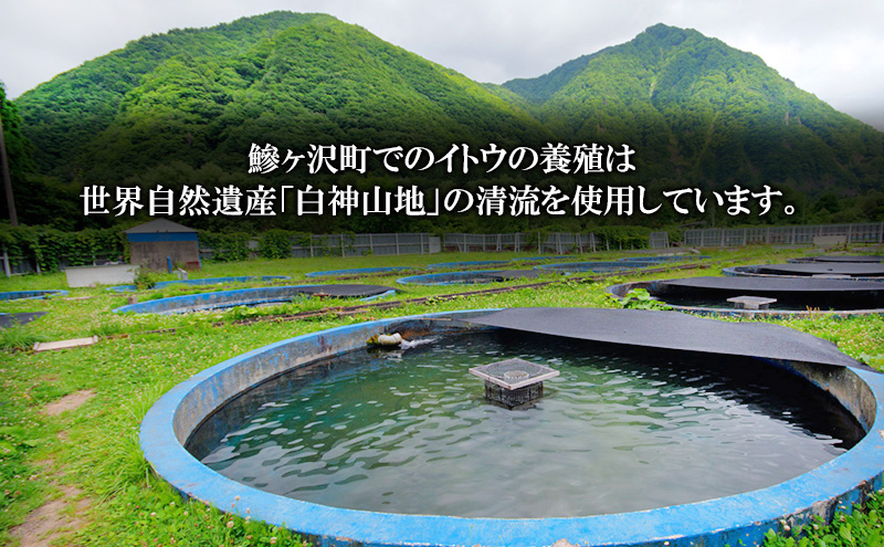 青森県鰺ヶ沢町のふるさと納税 鮮魚 幻の魚 イトウ 1尾 約2kg 魚 川魚 魚介 魚介類 海鮮 お刺身 刺し身 おかず おつまみ つまみ お酒のつまみ 酒のつまみ 幻 魚 青森 青森県 鰺ヶ沢町 ※配送地域限定