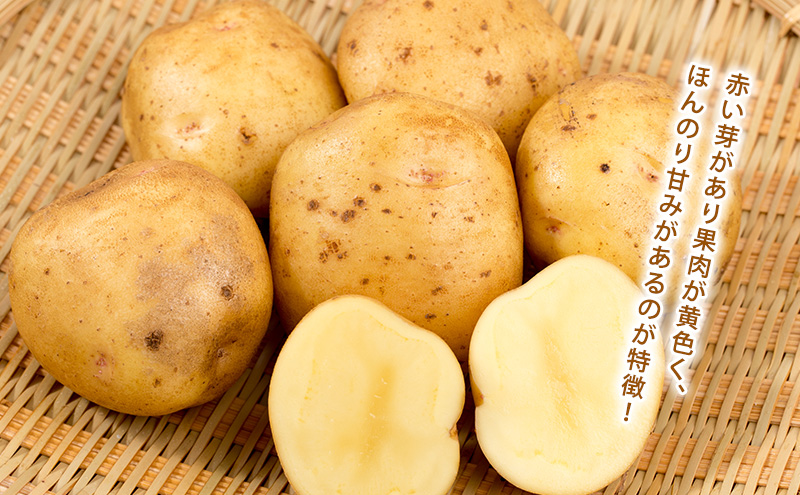 5kg【限定販売】幻の紫じゃがいも✨種から農薬不使用の自然栽培