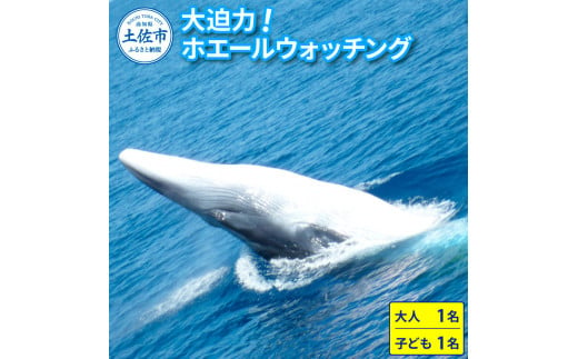 【高知県土佐市】ホエールウォッチング 大人1名 子供1名分相当 11000円分クーポン レジャー 体験型 アクティビティ ウォッチング 観察 旅行 観光 遊ぶ クジラ くじら 鯨 イルカ 船 ボート 土佐湾 海 動物 自然 親子 家族