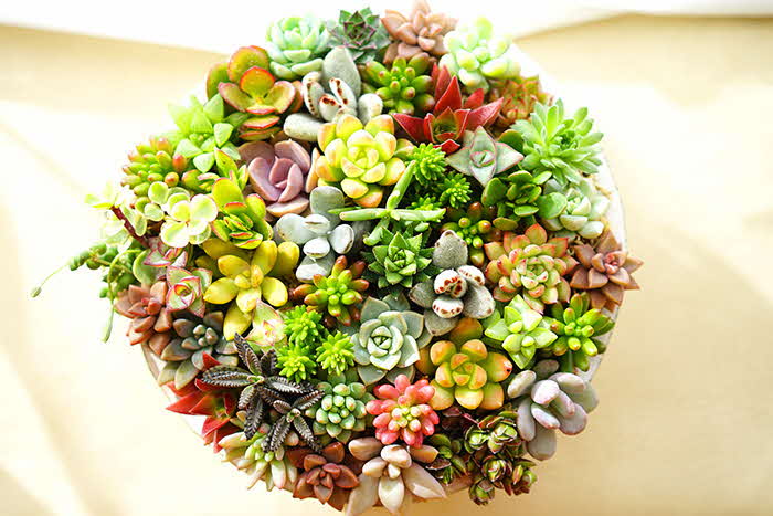5234多肉植物の寄せ植え☆階段付き組鉢作品☆天空の城☆6号5鉢組