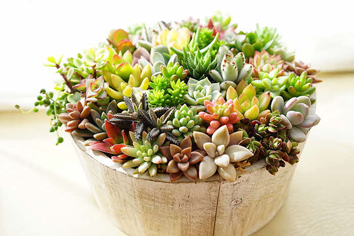 多肉植物寄せ植え そのまま飾れる寄せ植え かご寄せꕤ