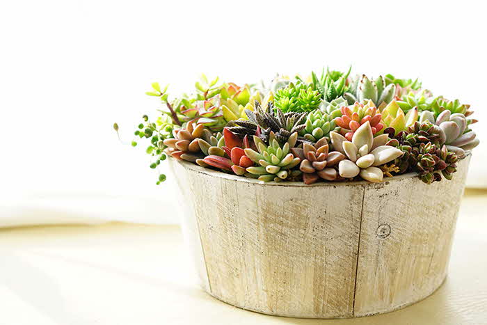 多肉植物の寄せ植え 6号鉢 | 観葉植物 植物 グリーン 多肉 寄せ
