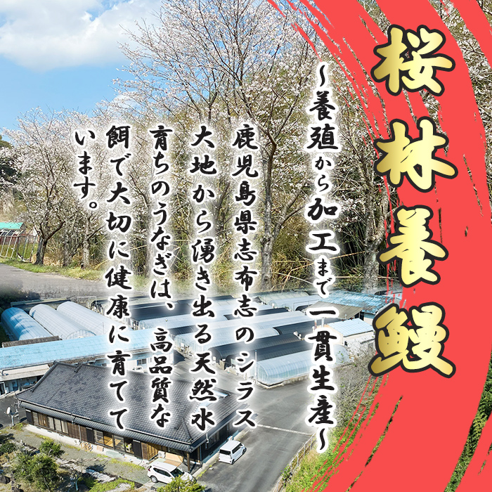 鹿児島県志布志市のふるさと納税 桜林養鰻のうなぎ蒲焼 計200g以上(100g以上×2尾) a3-195