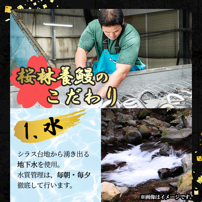 鹿児島県志布志市のふるさと納税 桜林養鰻のうなぎ蒲焼 計200g以上(100g以上×2尾) a3-195