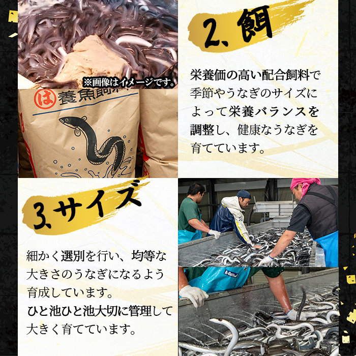 鹿児島県志布志市のふるさと納税 桜林養鰻のうなぎ蒲焼 計200g以上(100g以上×2尾) a3-195