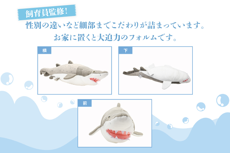 ぬいぐるみ オリジナル シロワニ オス １体 アクアワールド 大洗 限定 グッズ 水族館 さめ サメ 鮫（茨城県大洗町） |  ふるさと納税サイト「ふるさとプレミアム」