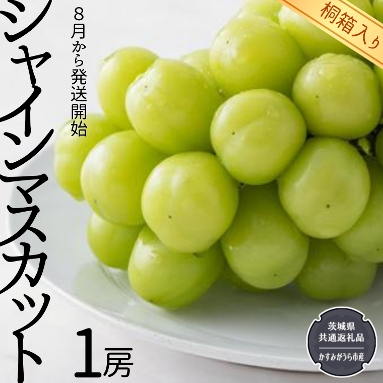 茨城県つくばみらい市のふるさと納税 【 桐箱入り 】 シャインマスカット 1房 【令和6年8月から発送開始】（県内共通返礼品：かすみがうら市産） 果物 フルーツ ぶどう マスカット ギフト 贈答 プレゼント 桐箱 [BI336-NT]