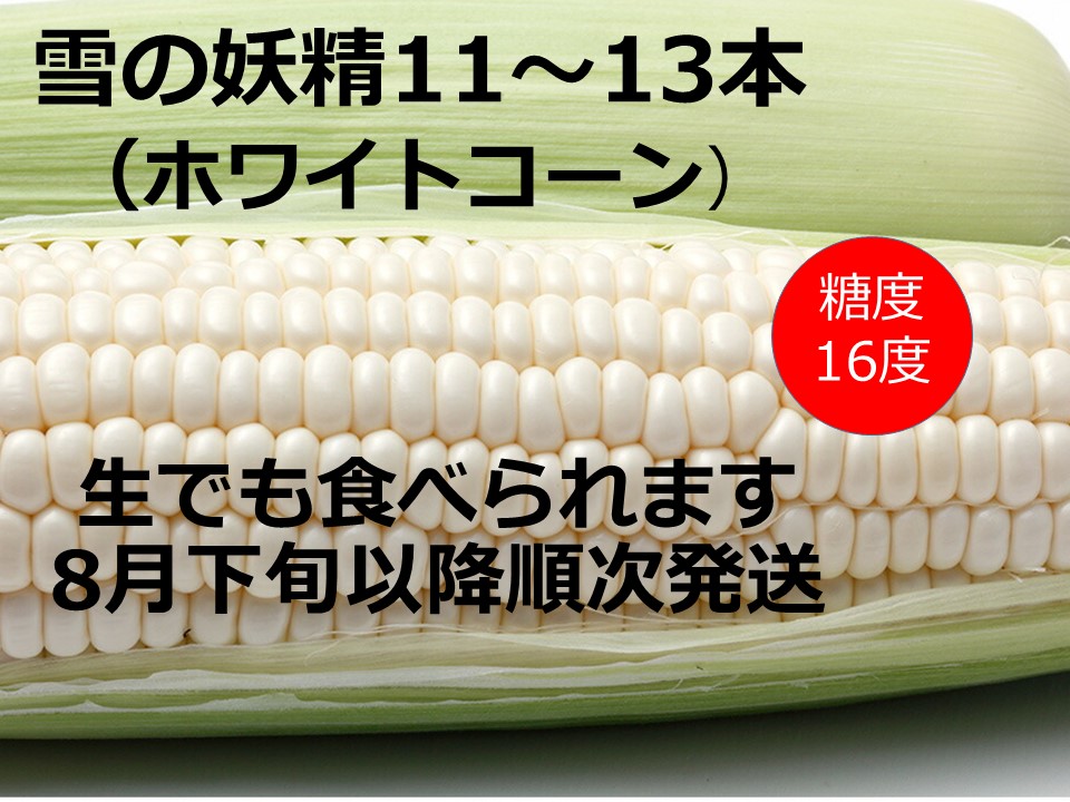 北海道池田町のふるさと納税 訳あり　北海道　雪の妖精（ホワイトコーン）11～13本入り　とうもろこし　トウモロコシ