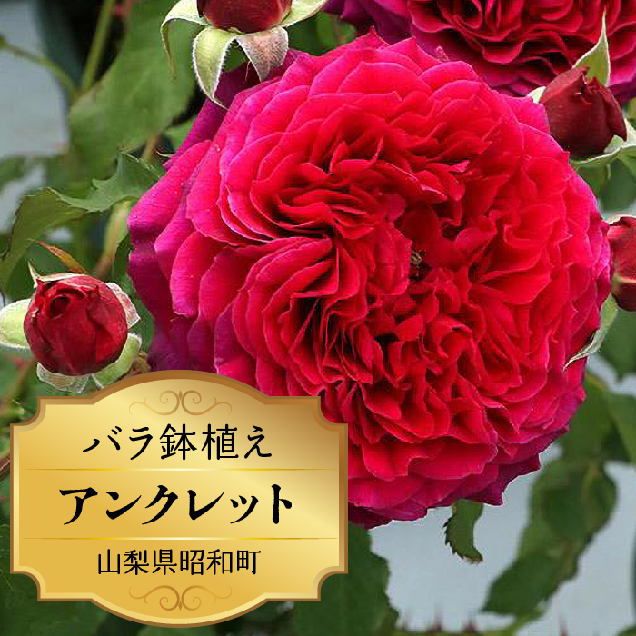 バラ鉢植え「アンクレット」 SWBD002 ※北海道、沖縄県、離島配送不可