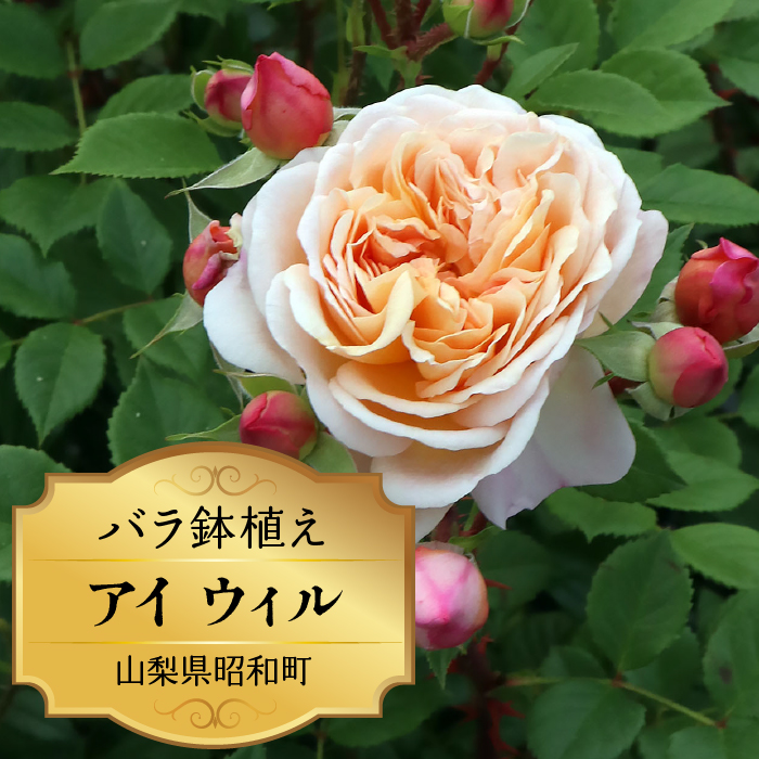 バラ鉢植え「アイ ウィル」 SWBD001 ※北海道、沖縄県、離島配送不可