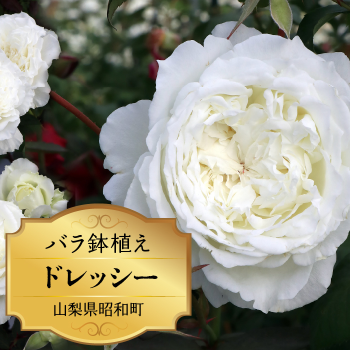 バラ鉢植え「ドレッシー」 SWBD003 ※北海道、沖縄県、離島配送不可