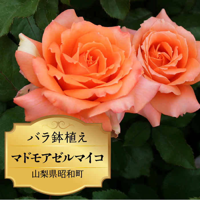 バラ鉢植え「マドモアゼルマイコ」 SWBD004 ※北海道、沖縄県、離島配送不可