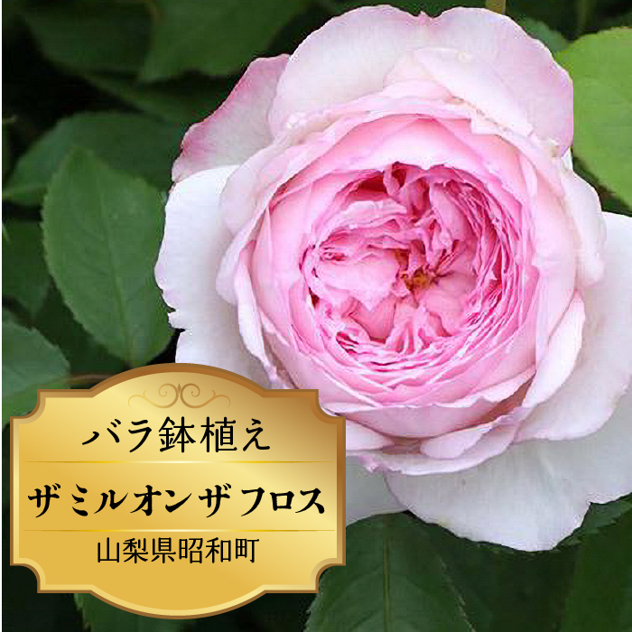 バラ鉢植え「ザ ミル オン ザ フロス」 SWBD005 ※北海道、沖縄県、離島配送不可