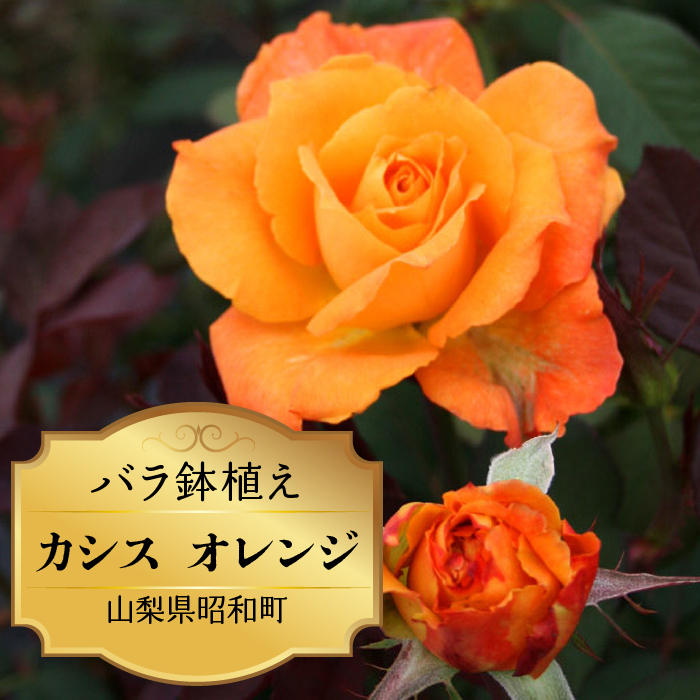 バラ鉢植え「カシス オレンジ」 SWBD007 ※北海道、沖縄県、離島配送不可
