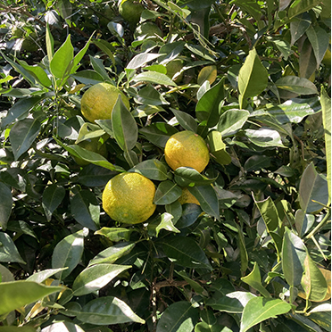 愛媛県鬼北町産ゆず 約2kg【 果物 柑橘 国産 日本産 香りが強い 良質な