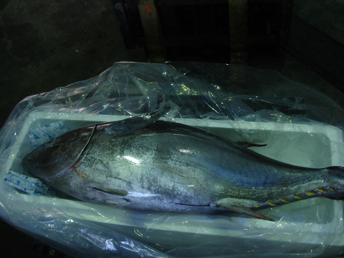 愛媛県鬼北町のふるさと納税 久良のクロマグロ　丸ごと1尾！＜マグロ 海鮮 魚 刺身 冷凍 愛媛県＞