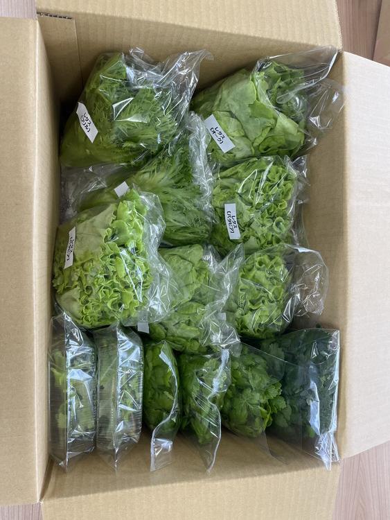 LED水耕栽培 野菜詰め合わせ 1kgセット<野菜 やさい レタス LED水耕栽培 野菜詰め合わせ 1kgセット<野菜 やさい レタス