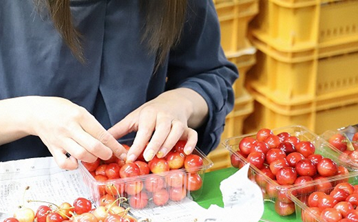 令和7年産先行予約】 さくらんぼ 「佐藤錦」 800g (200g×4パック 令和7年産先行予約】 さくらんぼ 「佐藤錦」 800g (200g×4パック