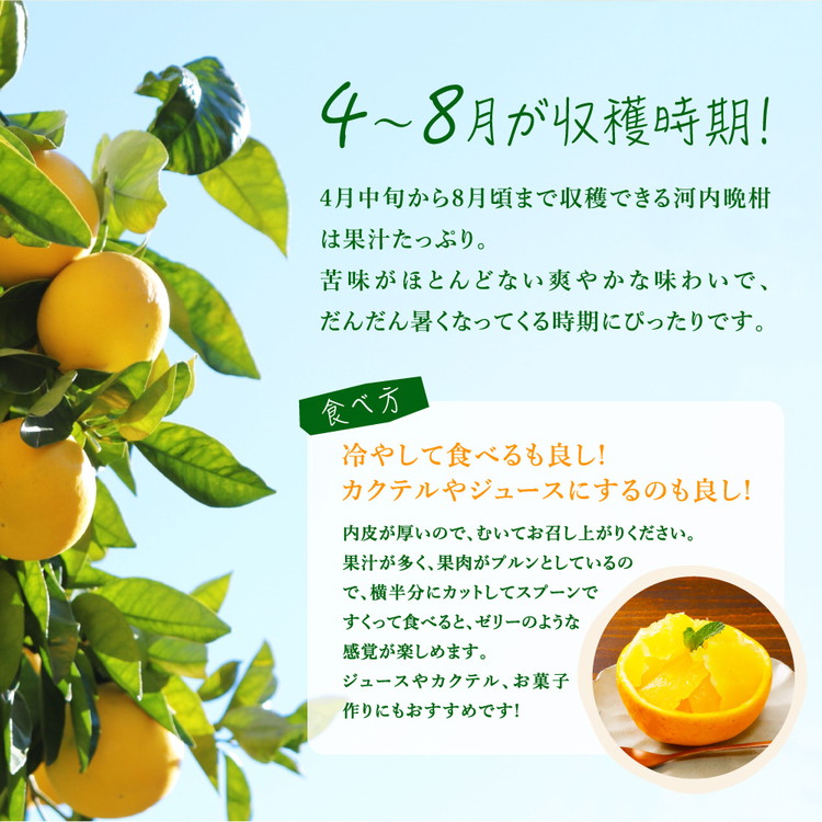 愛媛県鬼北町のふるさと納税 【先行予約】吉本農園の愛南ゴールド（河内晩柑）家庭用約3kg　＜柑橘 希少 果物 国産 フルーツ みかん 蜜柑  家庭用 和製 グレープフルーツ ブランド 果実 ビタミン 愛媛県 鬼北町＞ ※2025年4月上旬～8月上旬頃に順次発送予定