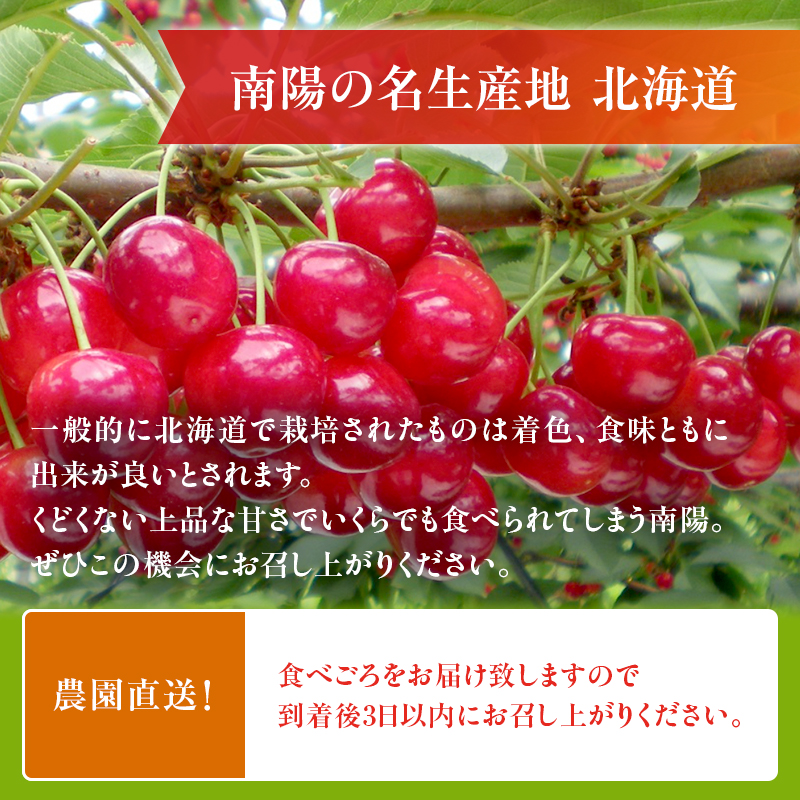 北海道仁木町のふるさと納税 先行予約 農園厳選 さくらんぼ 南陽 2Lサイズ 以上600g（品質： ギフト 向け）