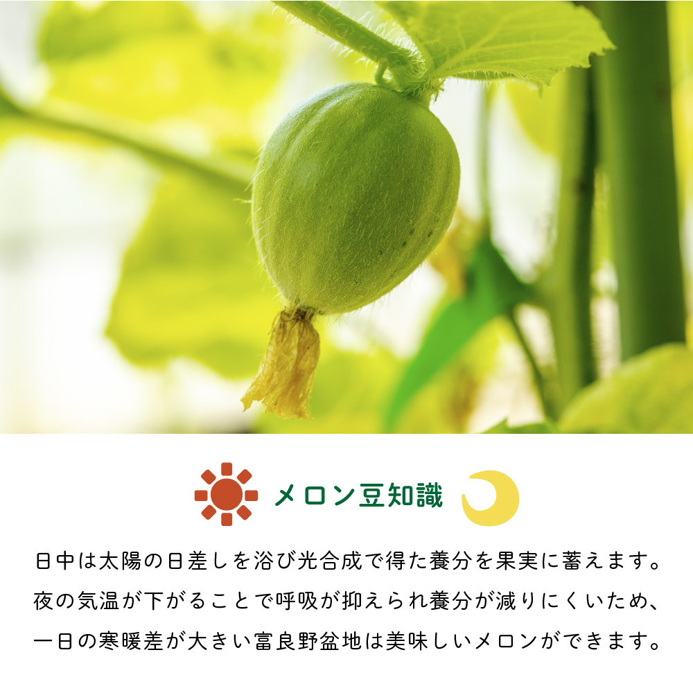 北海道富良野市のふるさと納税 【2025年7月中旬より発送】ふらの 赤肉 メロン 約1.6kg×2玉 北海道 富良野市 (JAふらの) メロン フルーツ 果物 新鮮 甘い 贈り物 ギフト 道産 ジューシー おやつ ふらの ブランド 夏