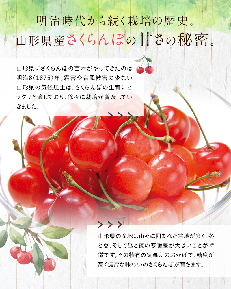 山形県南陽市のふるさと納税 【令和7年産先行予約】 《定期便2回》 さくらんぼ食べ比べ定期便 「佐藤錦・紅秀峰」 各500g (秀品) 『マルエ青果』 果物 くだもの フルーツ 山形県 南陽市 [1888]